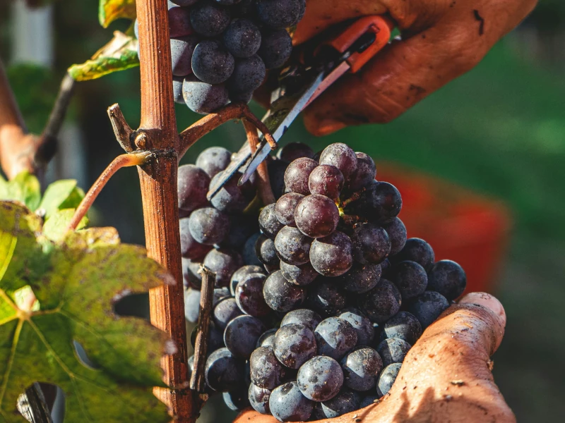 Vendemmia manuale