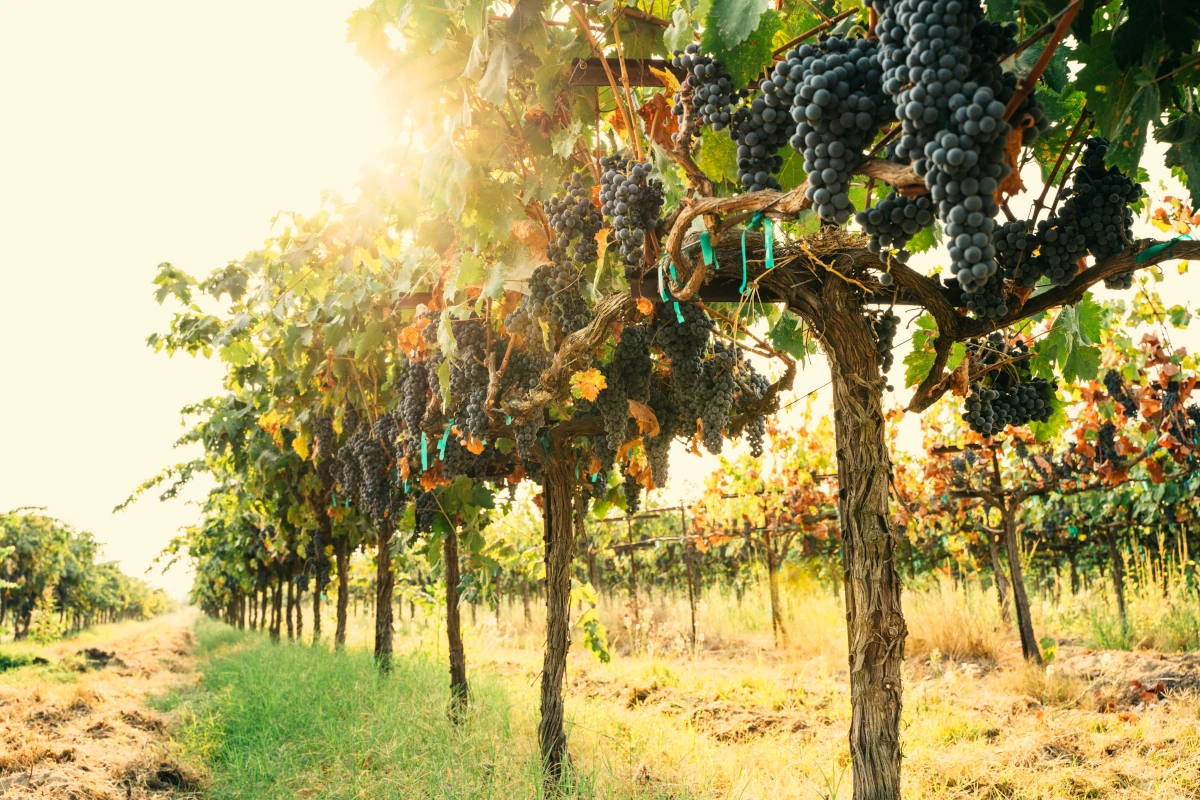 Vigneti delle Langhe
